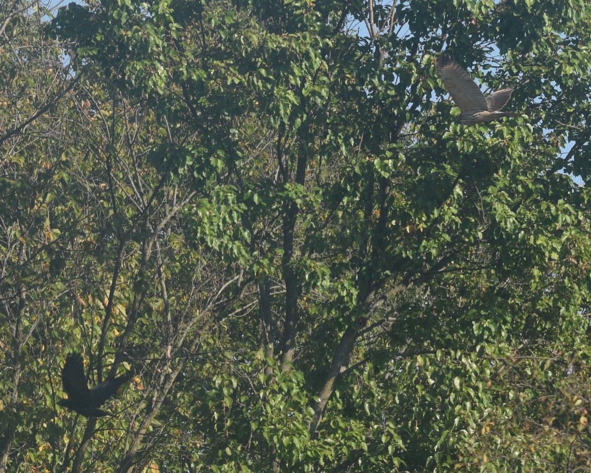 Cooper's Hawk - ML646177201