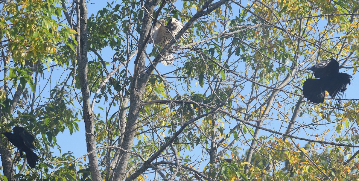 Cooper's Hawk - ML646177203