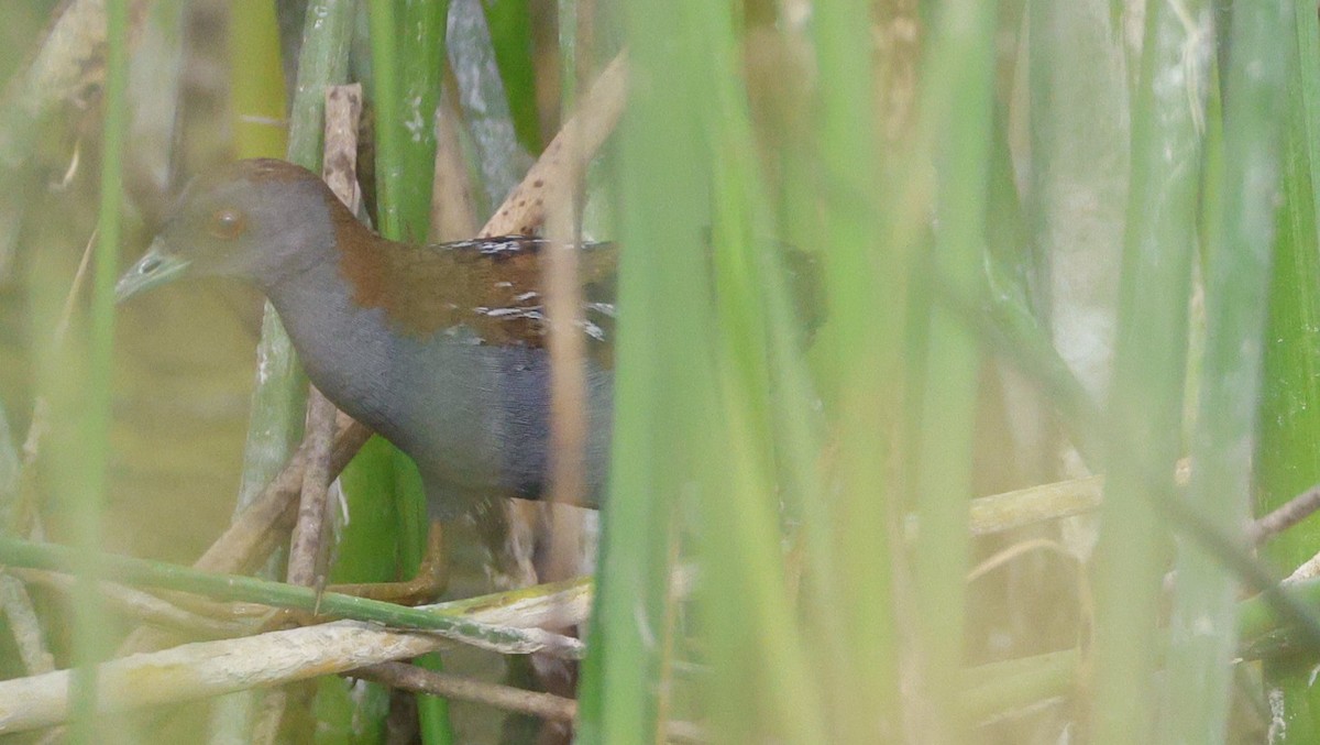 Baillon's Crake (Western) - ML646177205