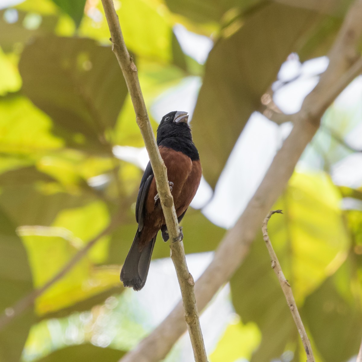 Chestnut-bellied Seed-Finch - ML646177210