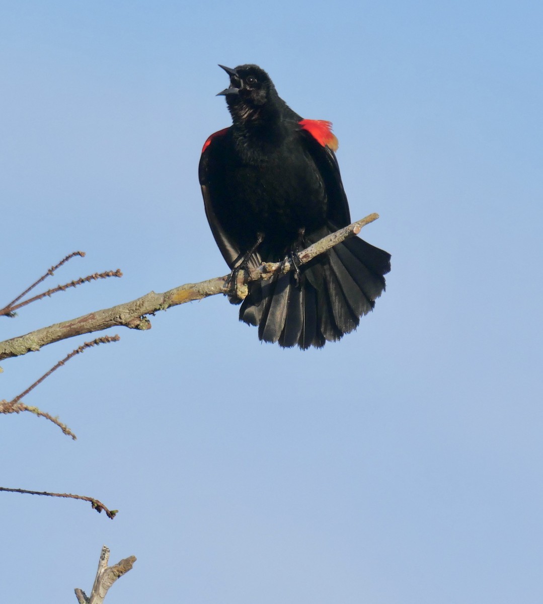 Red-winged Blackbird - ML646177212