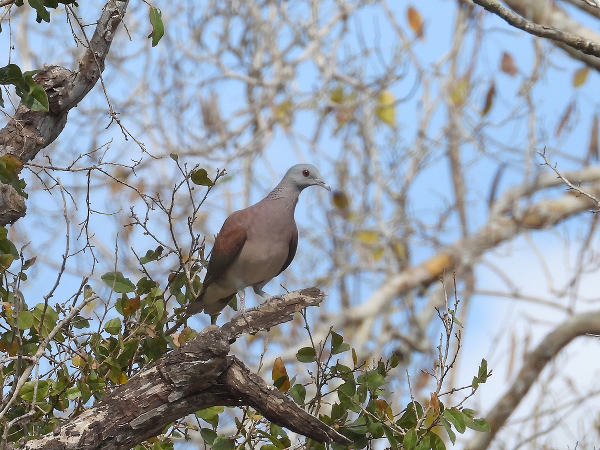 Malagasy Turtle-Dove - ML646177220