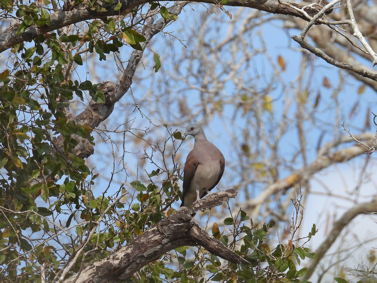 Malagasy Turtle-Dove - ML646177221