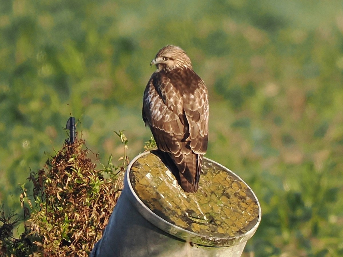 Eastern Buzzard - ML646177222