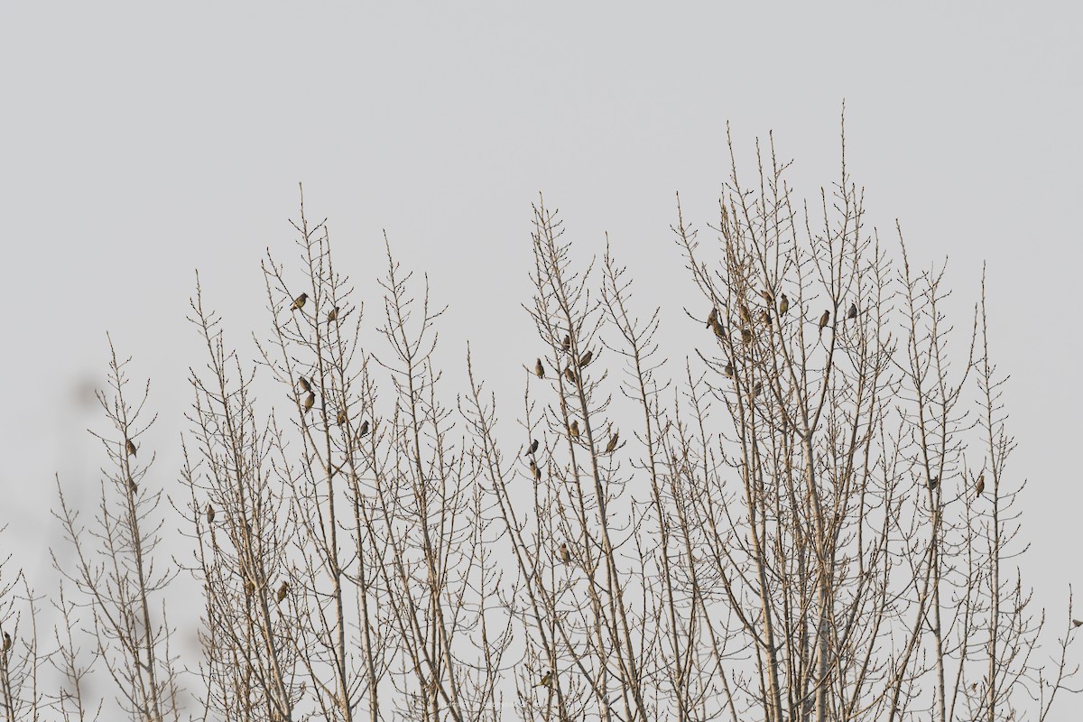 Japanese Waxwing - ML646177228