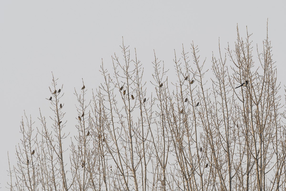 Japanese Waxwing - ML646177229