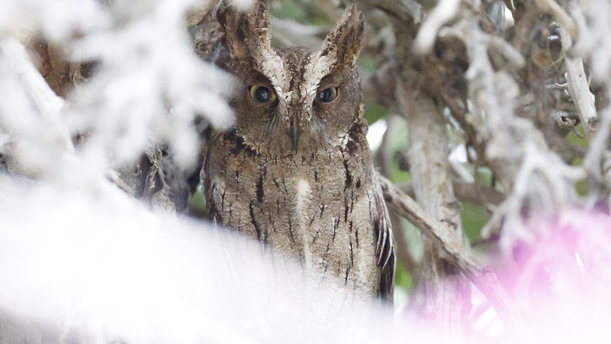 Madagascar Scops-Owl (Torotoroka) - ML646177233