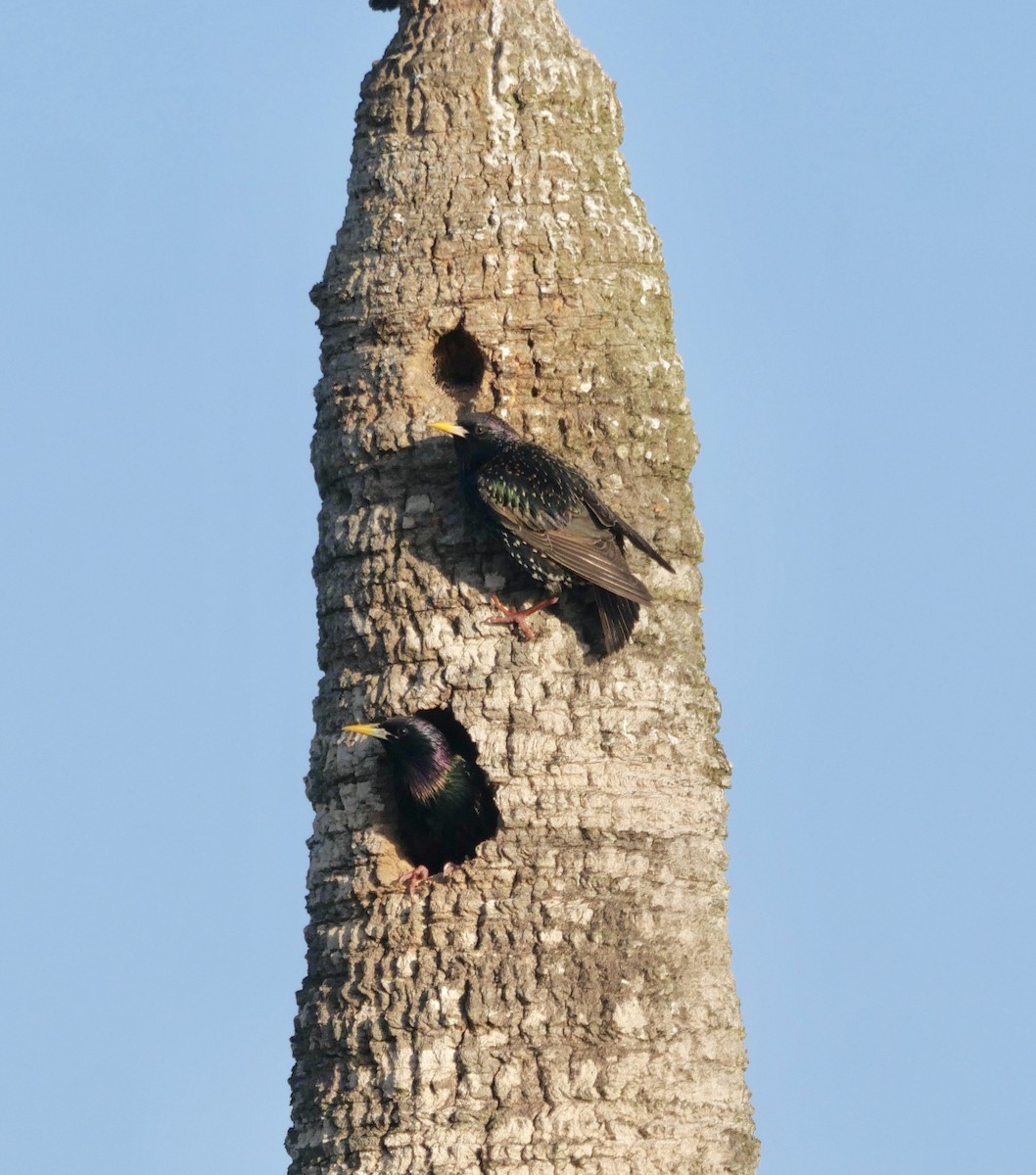 European Starling - ML646177235