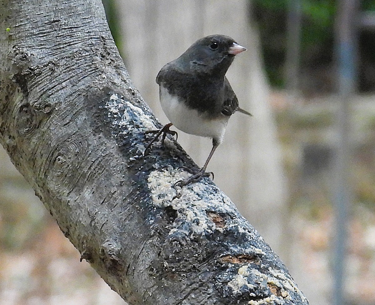 Dark-eyed Junco - ML646177257