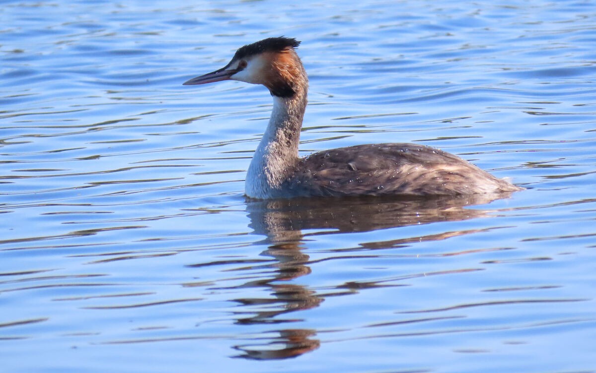טבלן מצויץ - ML646177258