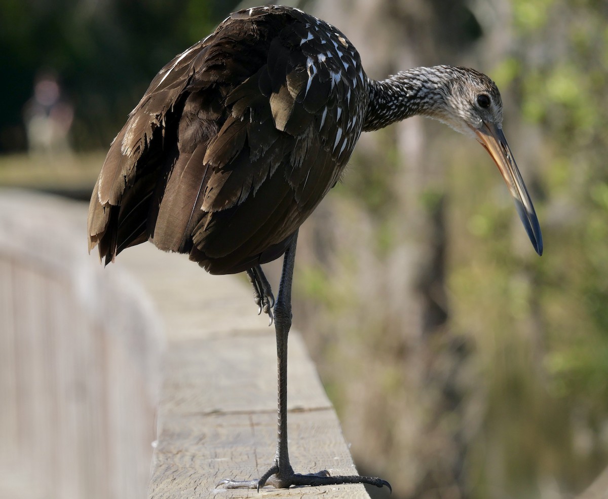 Limpkin - ML646177264