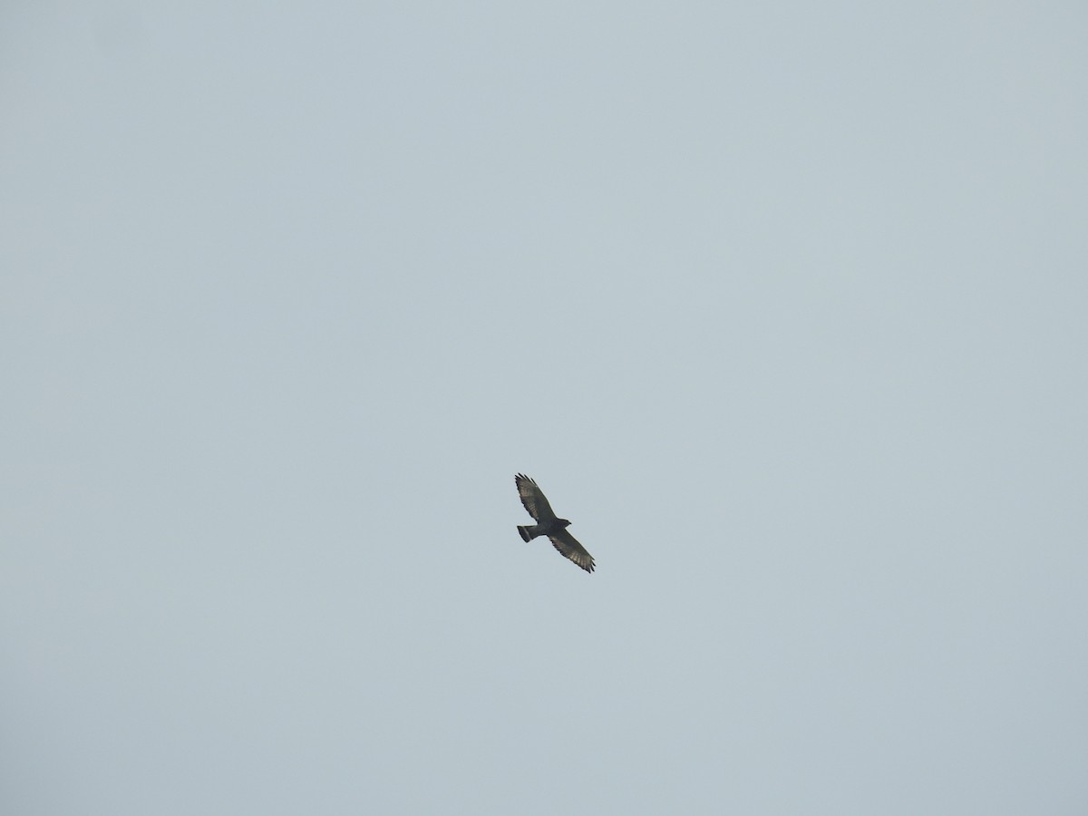 Broad-winged Hawk - ML646177271