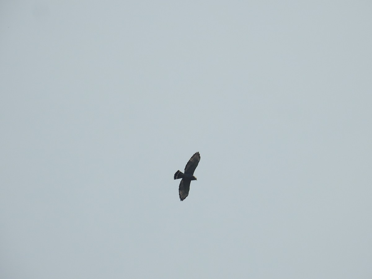 Broad-winged Hawk - ML646177272