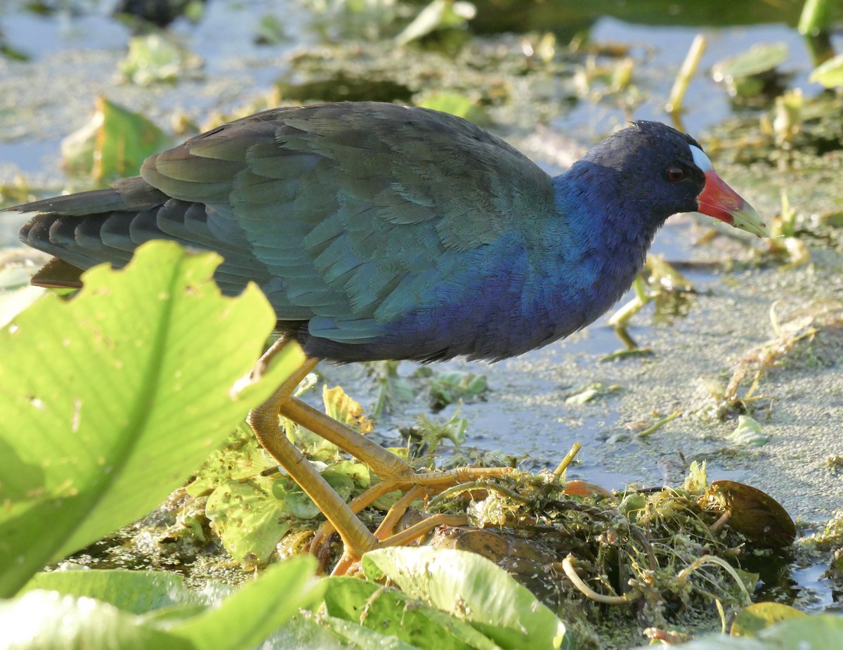Purple Gallinule - ML646177275