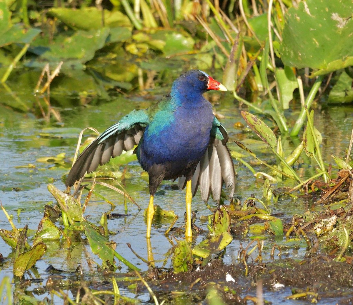 Purple Gallinule - ML646177276