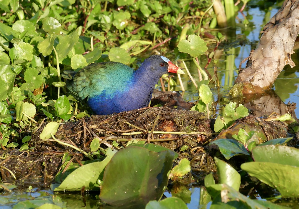 Purple Gallinule - ML646177277