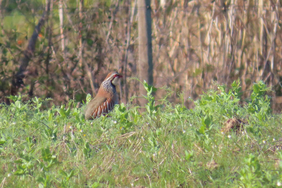 חוגלה אדמונית - ML646177282