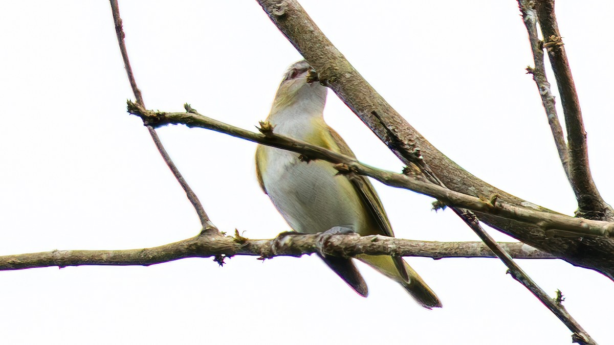 Yellow-green Vireo - ML646177284