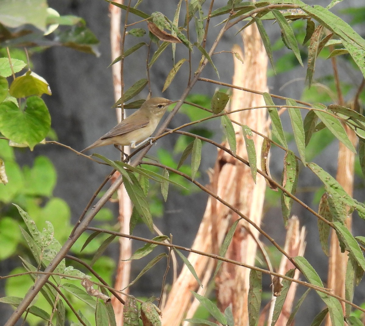 Blyth's Reed Warbler - ML646177287