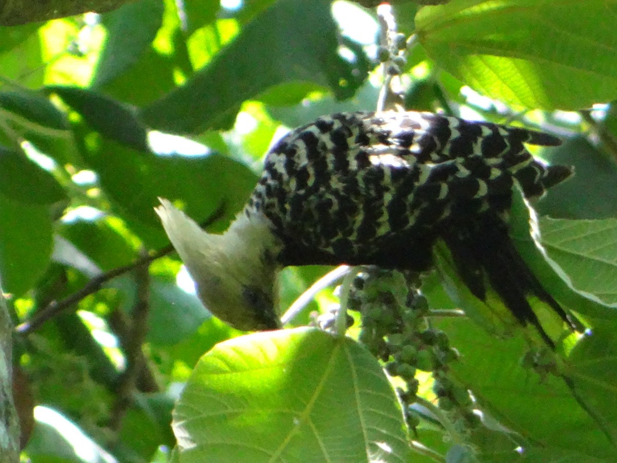 Blond-crested Woodpecker - ML646177290