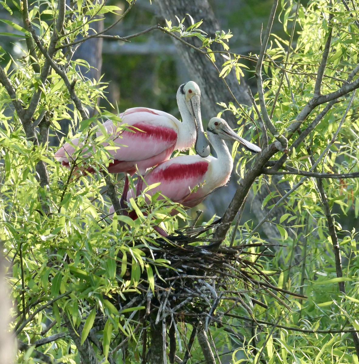 Roseate Spoonbill - ML646177291