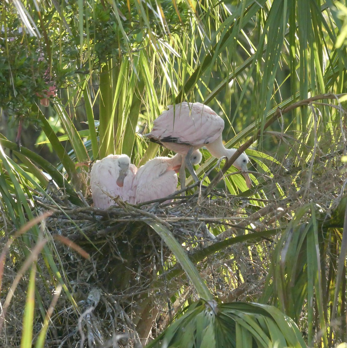 Roseate Spoonbill - ML646177292