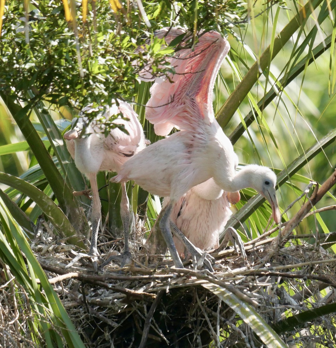 Roseate Spoonbill - ML646177293