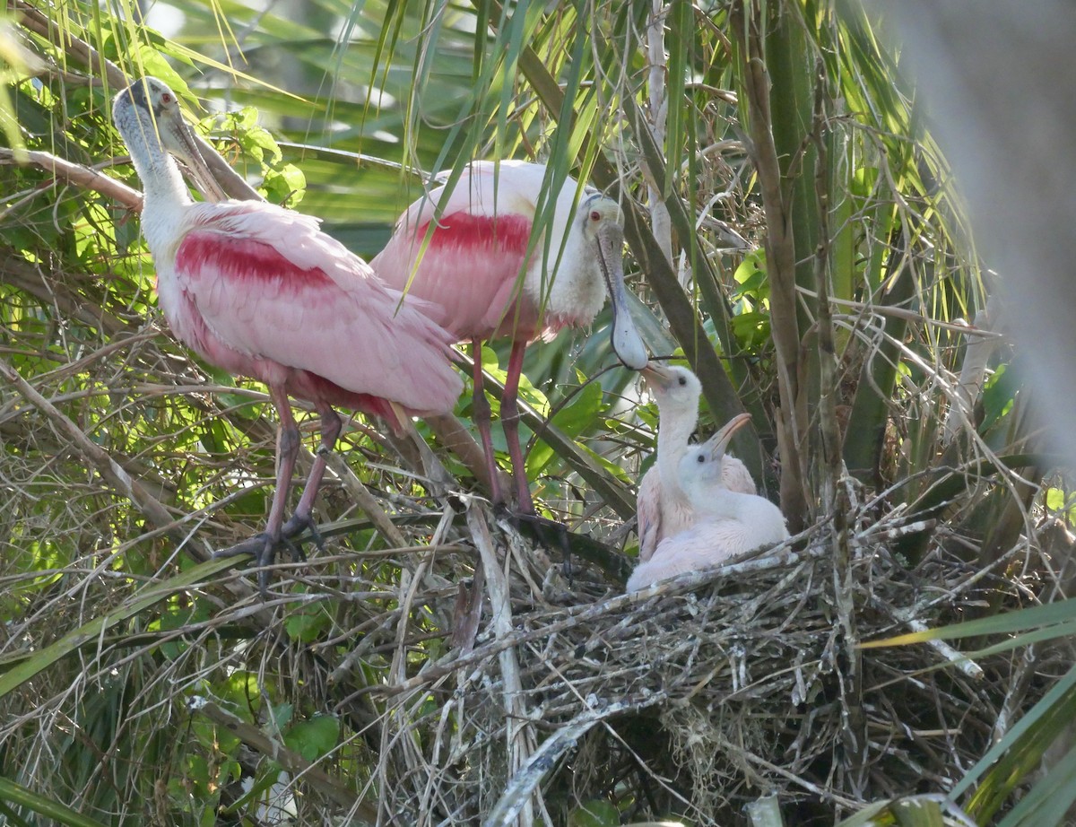 Roseate Spoonbill - ML646177295
