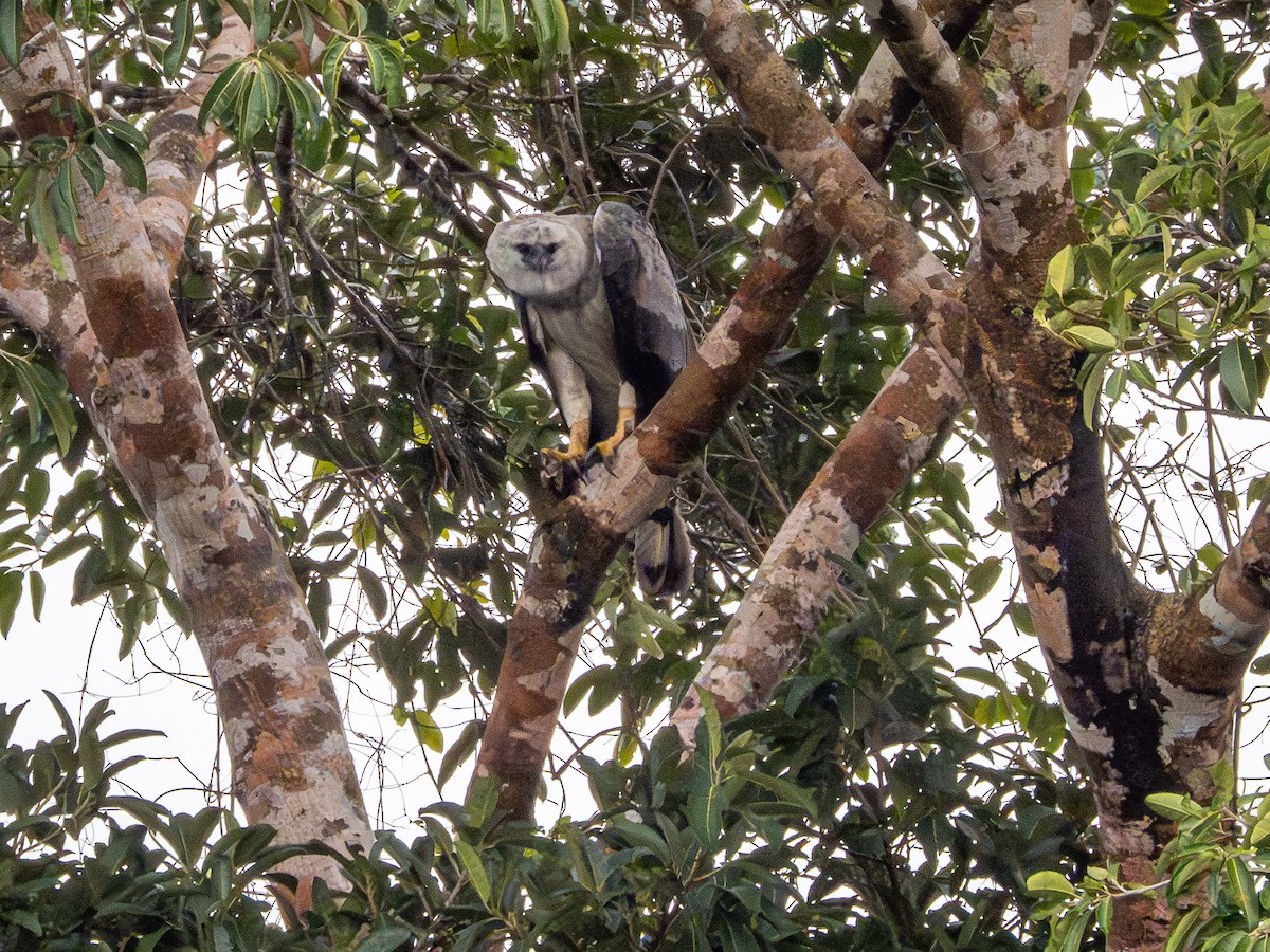 Harpy Eagle - ML646177298