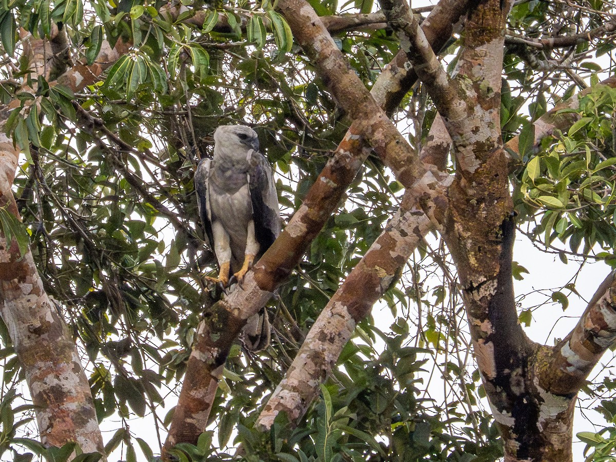 Harpy Eagle - ML646177299