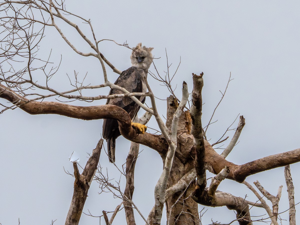 Harpy Eagle - ML646177300