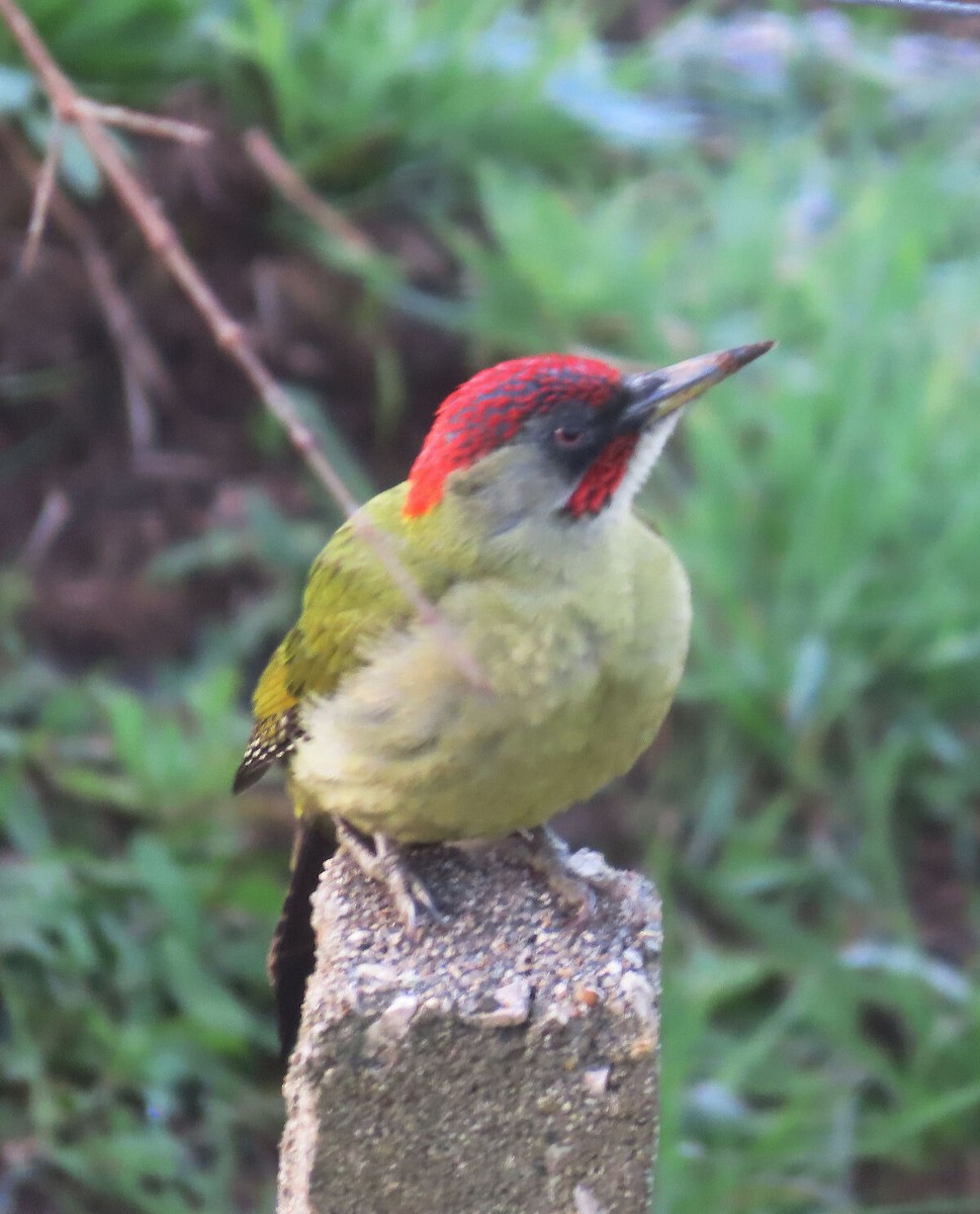 נקר ירוק איברי - ML646177315