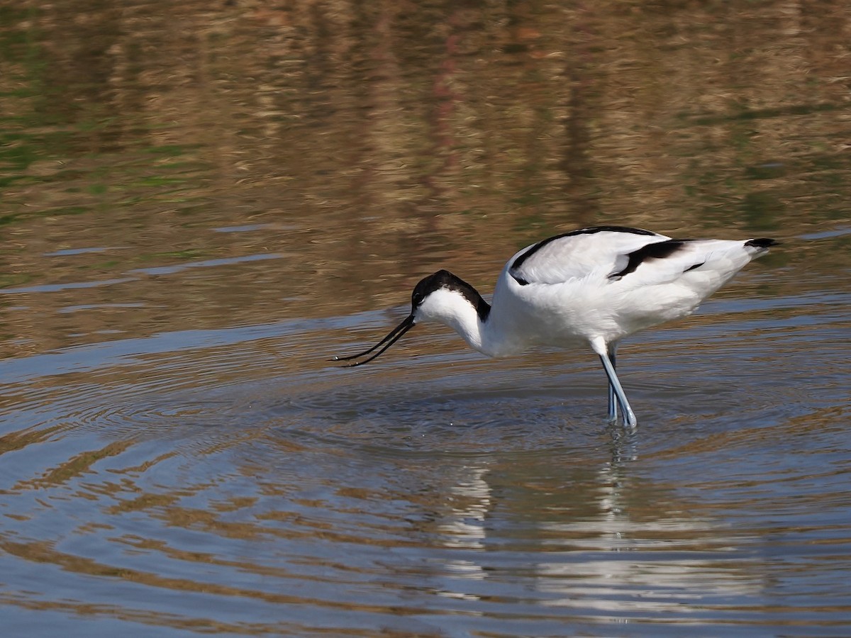 Pied Avocet - ML646177321