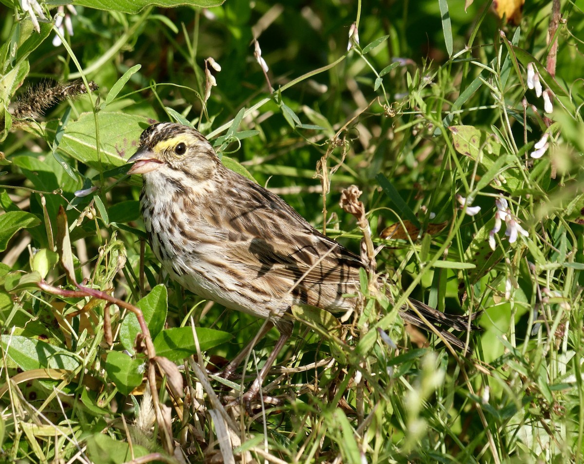 Savannah Sparrow - ML646177332