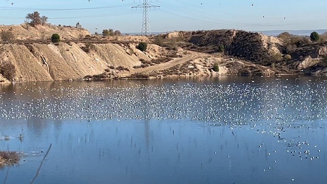 Lesser Black-backed Gull - ML646177334