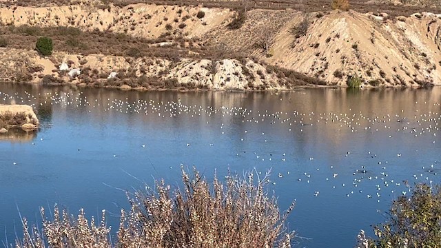 Lesser Black-backed Gull - ML646177335