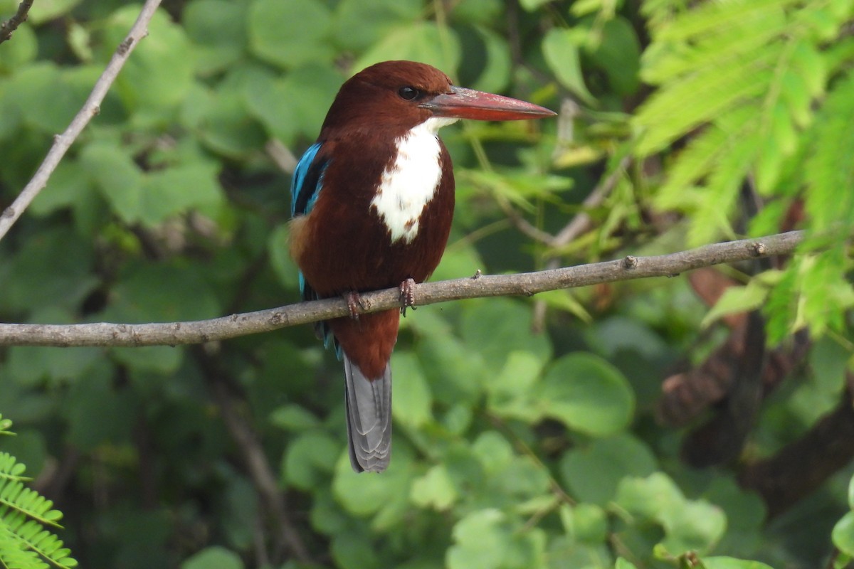 White-throated Kingfisher - ML646177340