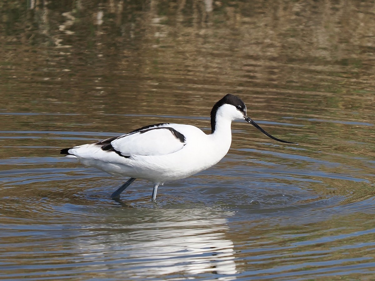 Pied Avocet - ML646177341