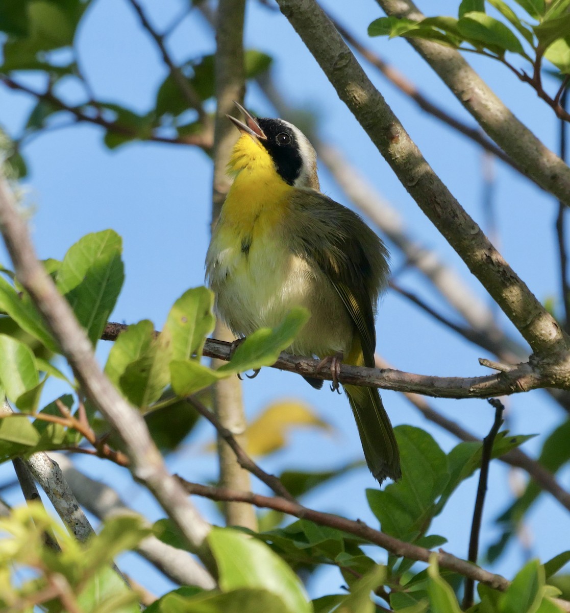 Common Yellowthroat - ML646177346
