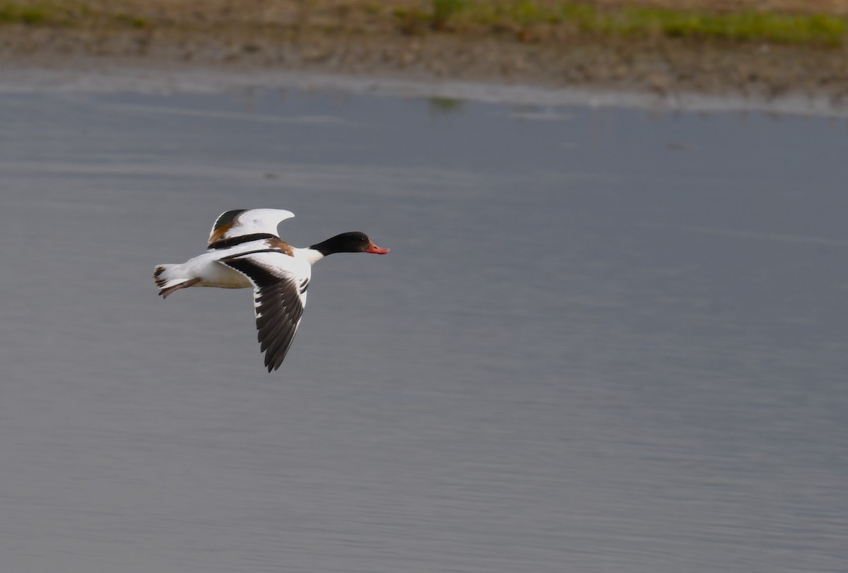 Common Shelduck - ML646177350
