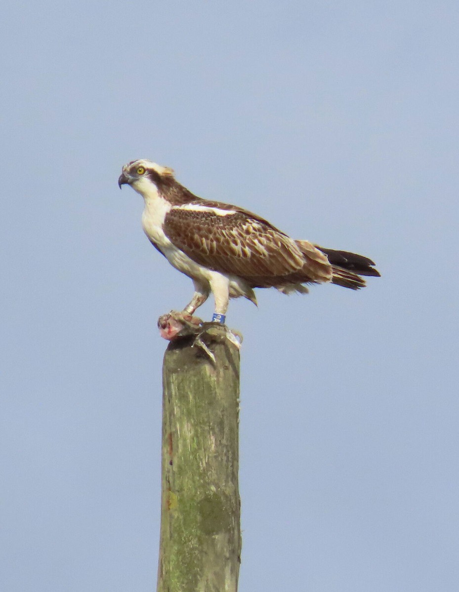 שלך - ML646177353