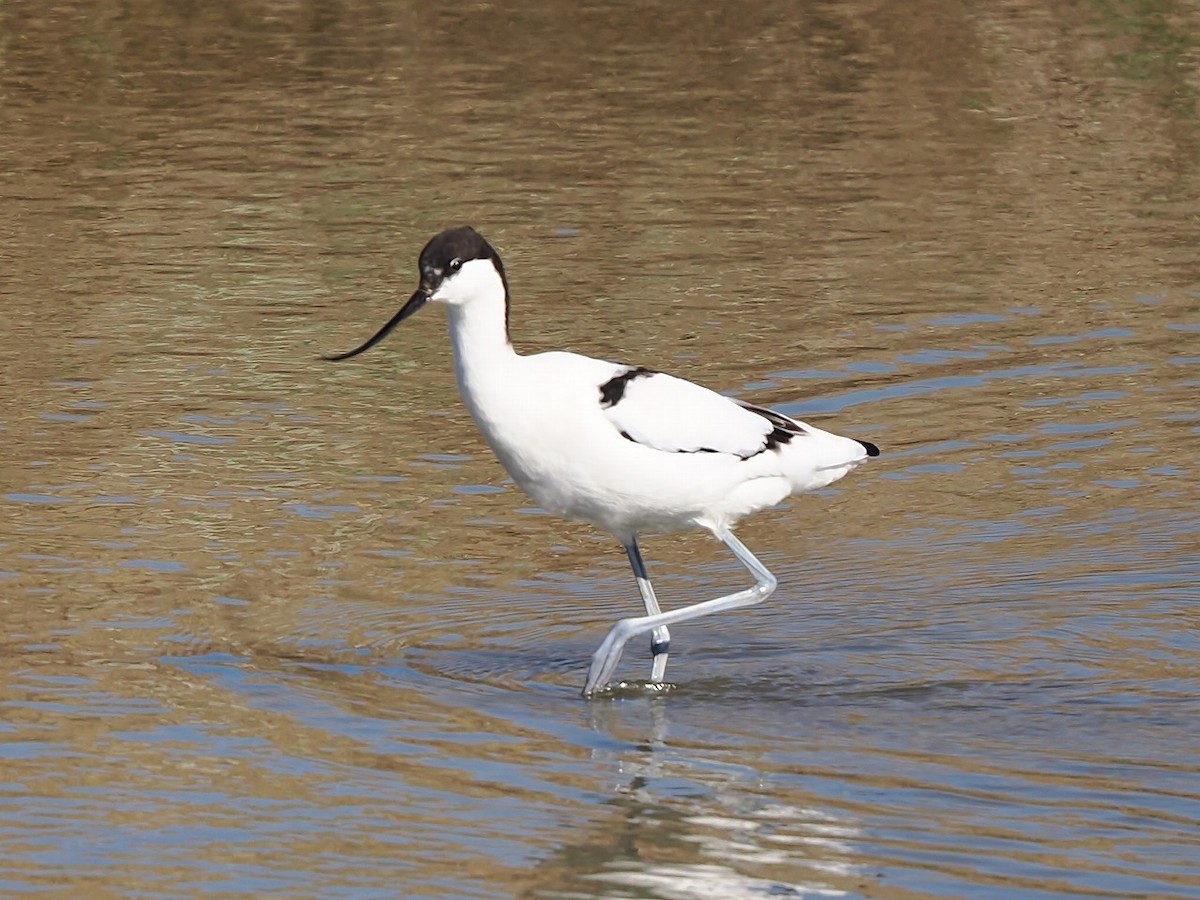 Pied Avocet - ML646177354