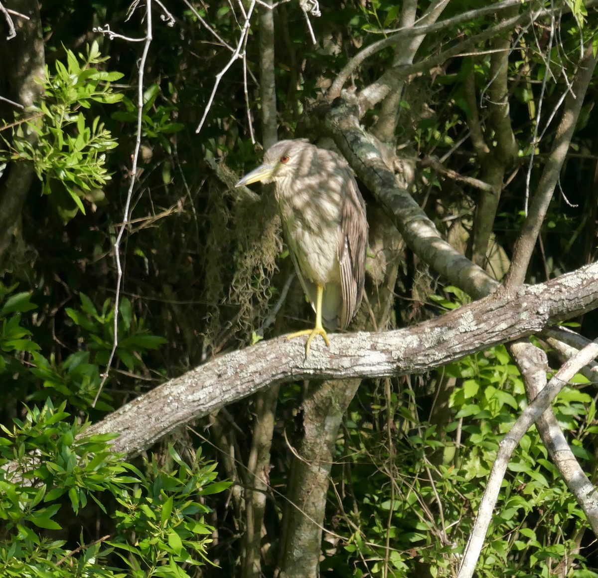 Black-crowned Night Heron - ML646177356