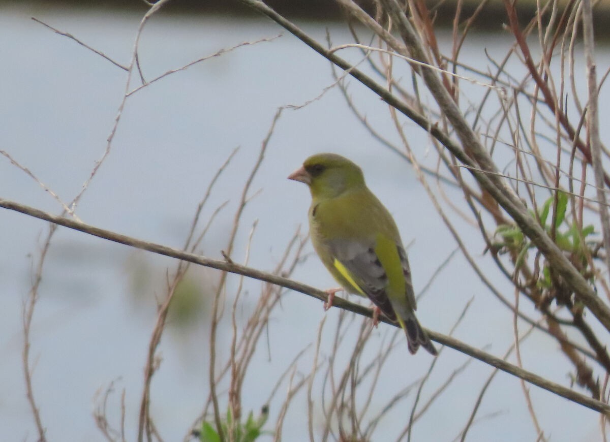 ירקון - ML646177374