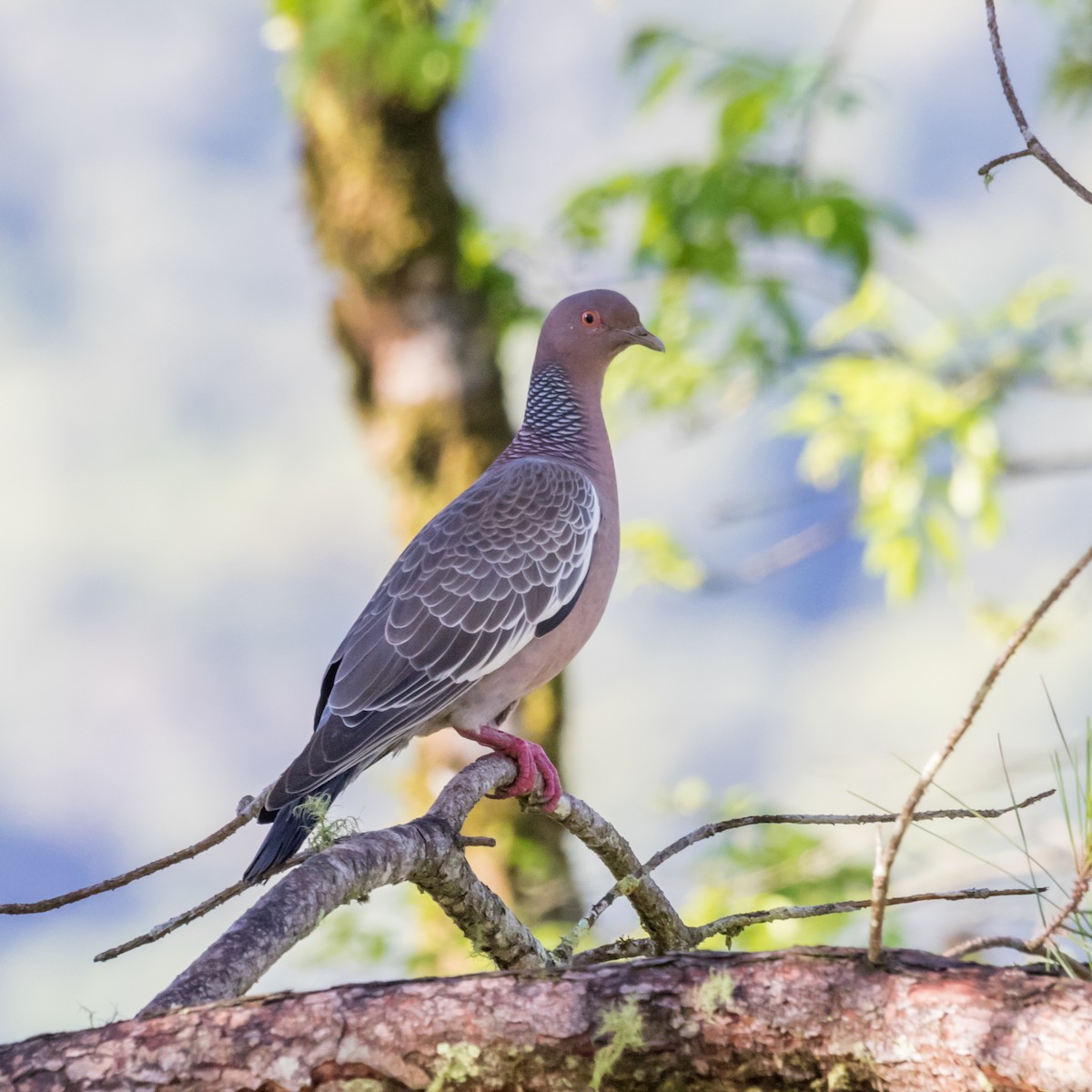 Pikazuro Güvercini - ML646177377