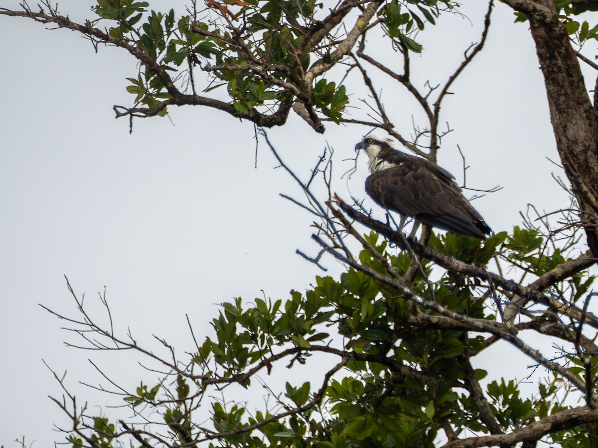 Osprey - ML646177379