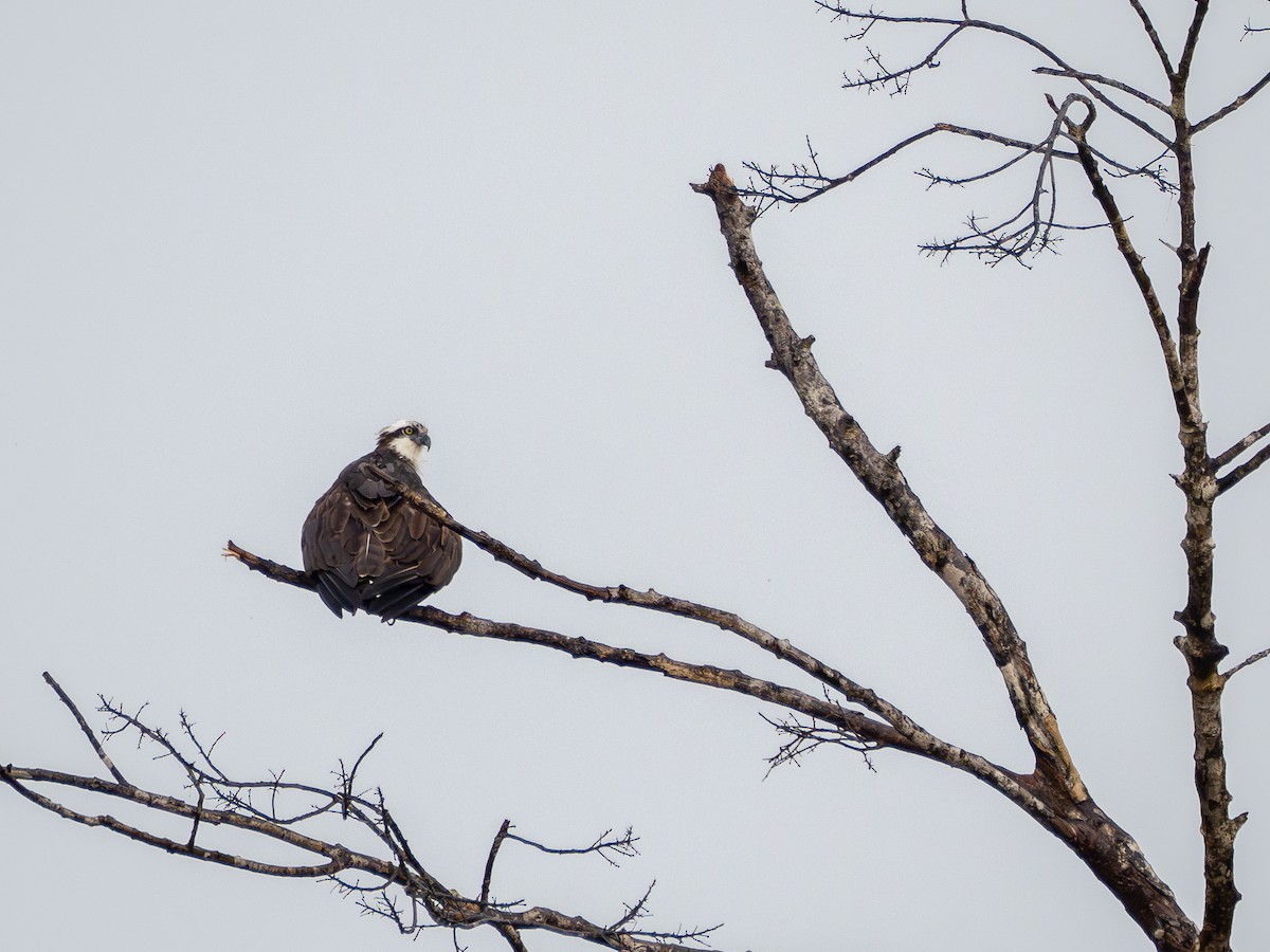 Osprey - ML646177380