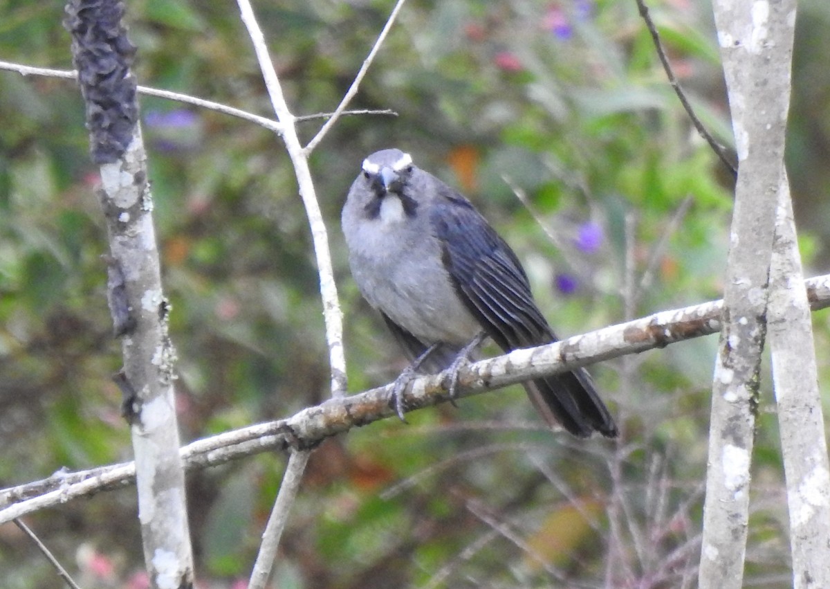 Bluish-gray Saltator - ML646177386