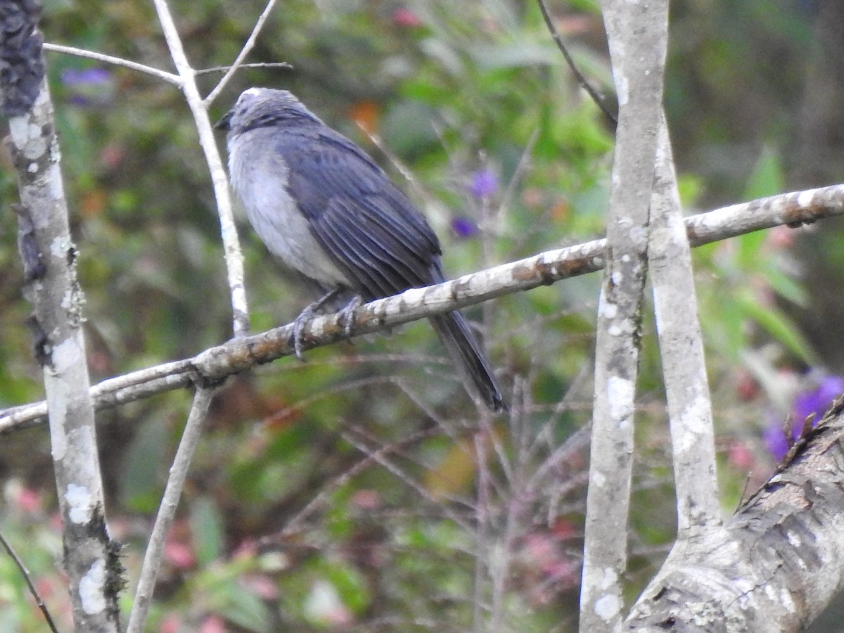 Bluish-gray Saltator - ML646177392