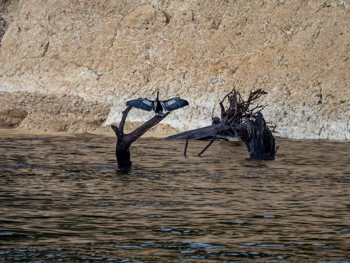 Anhinga - ML646177401